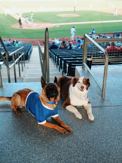 Tulsa Dog Trainer - Pack Walks More Than Just a Walk photo 9