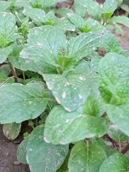 Bhardwaj - Urban Gardening Consultation Grow Your Own Organic Vegetables photo 8