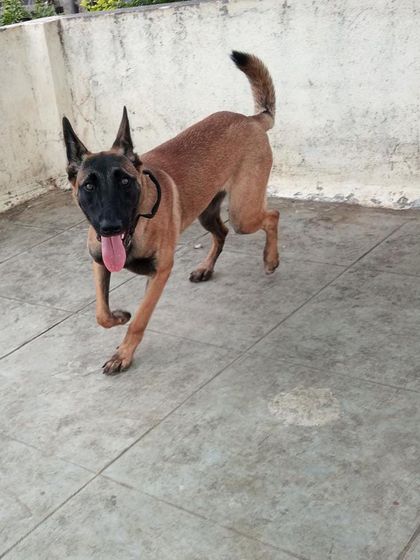 Stay - Dog Daycare A Day at Stay: Play & Socializing photo 14