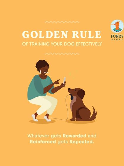 Furry Story - Pet Sitter & Home Boarder Training My Approach to Training photo 8