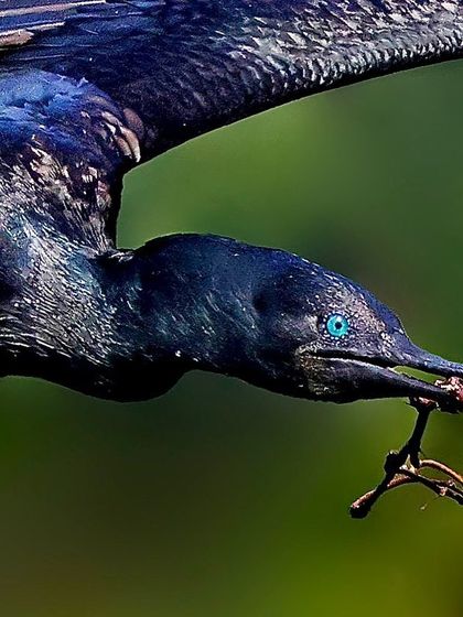 An Indian Cormorant in flight, captured from a close perspective as it carries a twig. The focus on the head shows its intense concentration and brilliant blue eye.