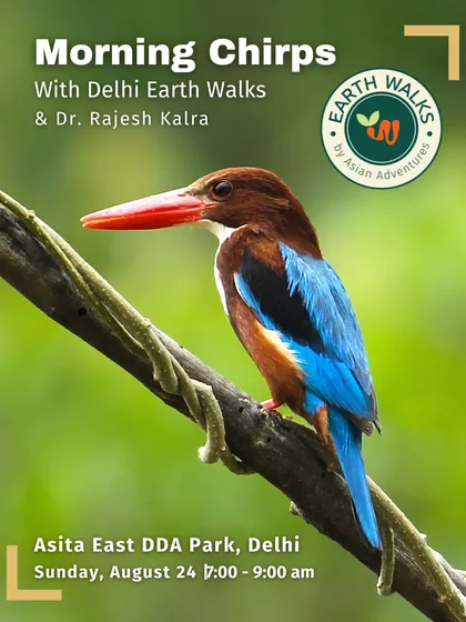 The vibrant White-throated Kingfisher, a common yet stunning sight on our urban birding trails. We help you not just spot these jewels but also understand their behavior, from their distinctive calls to their fishing techniques along city wetlands.