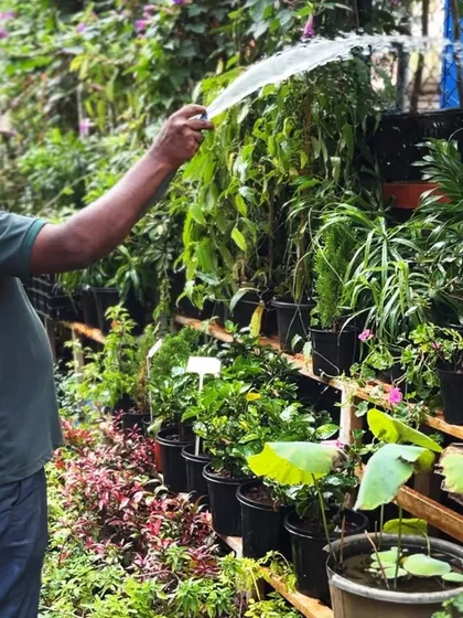 One of our dedicated team members watering the plants at our garden center. We take great care in nurturing every plant, ensuring they are healthy and happy when they go to their new homes.