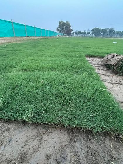 A freshly cut edge of my turf, showing the thickness and health of the grass mat.