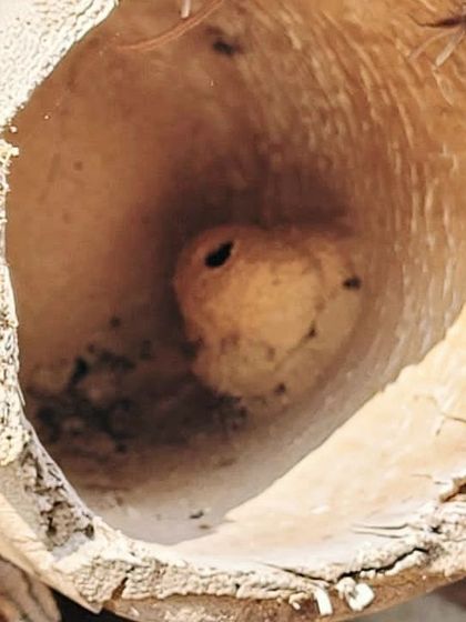 The Earth School - Montessori Primary & Elementary Program The World is Our Classroom photo 43