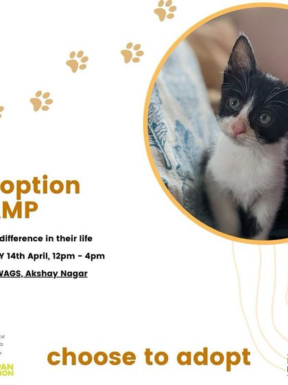 Choose to adopt. A clear and simple call to action for our adoption camp at Bozo Wags in Akshay Nagar, reminding people they can be the difference in a kitten's life.