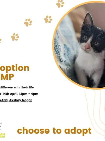We are back with another Kitten Adoption Camp at Bozo Wags vet clinic in Akshay Nagar. Join us to meet a variety of kittens and find the one that steals your heart.