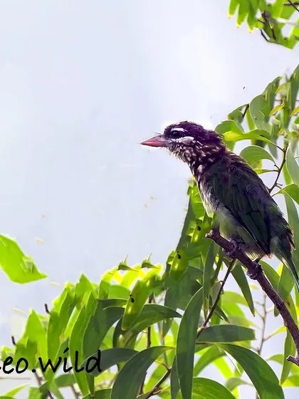 A White-cheeked Barbet perched among the leaves. These birds have a very distinct, loud call that often echoes through city parks and gardens.
