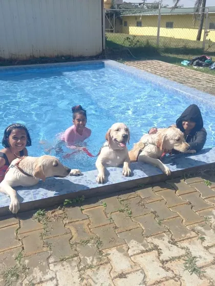 The whole family is welcome to join the fun. We love seeing kids and their furry siblings, like these three happy Labradors, enjoying the water together. Our pool is a safe and joyful space for everyone.