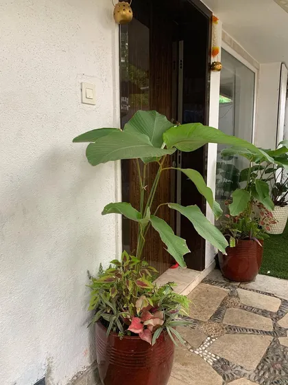 A simple yet elegant statement piece for an entryway. This large-leafed plant in a glossy ceramic pot adds a touch of green and a natural element to the home's entrance, complementing the stone flooring.