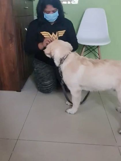 Confident Dogs - Puppy Foundation Program Client Transformations & Testimonials photo 11