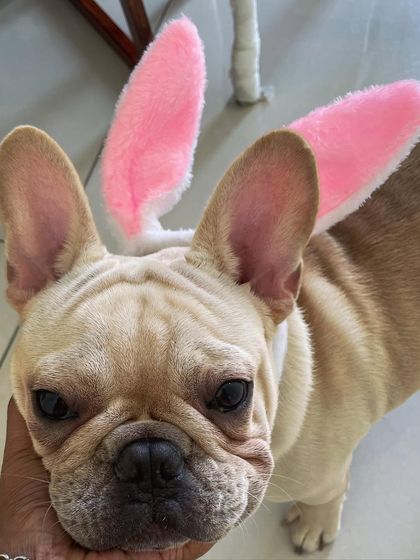 We Care Pet Creche - Home Dog Boarding Playtime & Fun photo 24