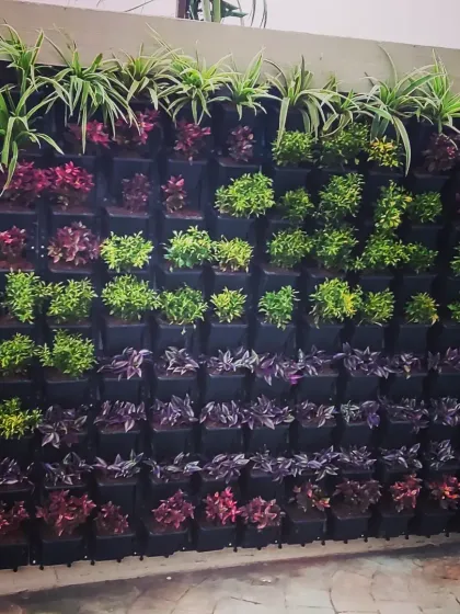 This front-on view shows the density of a completed vertical garden. Each plant is in its own pot within the modular frame, which allows for healthy growth and easy maintenance.
