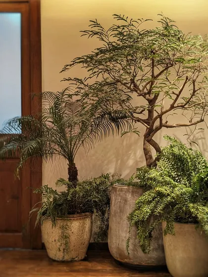 When we need to dress up an empty corner for an event, we create an impactful cluster like this. We brought together a mix of outdoor plants, including a delicate tree, a small palm, and overflowing ferns in rustic pots, to instantly add life and beauty to the space for a few days.
