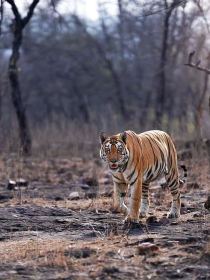Tigers of India's Jungles photo 61