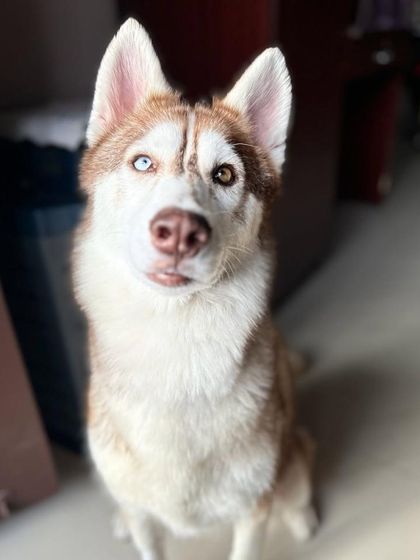 PL Paws - Dog Fostering Program Medical & Special Needs Care photo 10