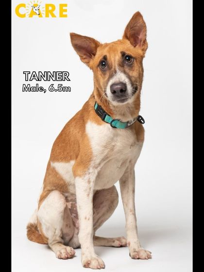 Charlie's Animal Rescue Centre - Animal Rescue & Adoption Ready for a Home: Adopt a Dog photo 4