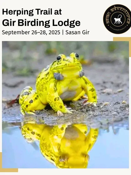 A vibrant Indian Bullfrog, in its bright yellow breeding plumage, is reflected in the monsoon waters of Sasan Gir. Our specialized Herping Trails unveil the hidden world of amphibians and reptiles that comes alive during the rains.