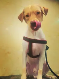 Pet Grooming