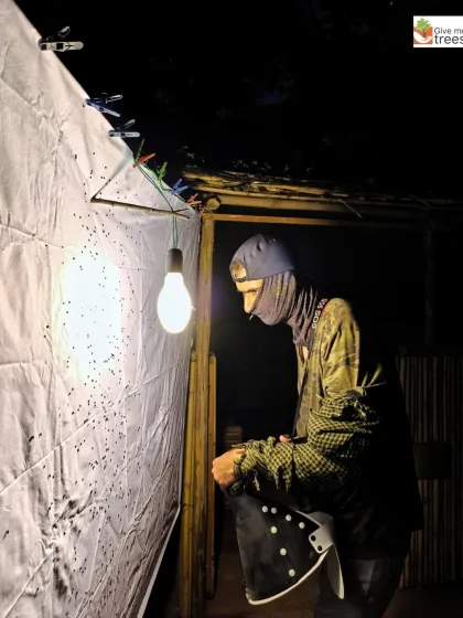 A team member observing the hundreds of tiny moths and other insects gathered on our screening sheet. These nocturnal events offer a completely different perspective on the forest's biodiversity.