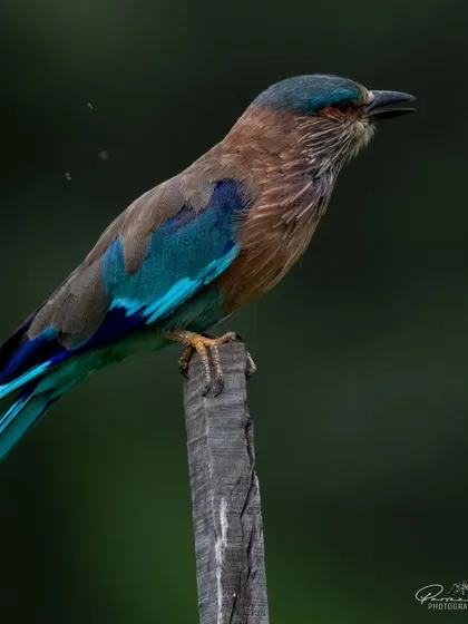 An Indian Roller, or 'Neelkanth', perched on a wooden post. This bird is sacred and associated with Lord Shiva.