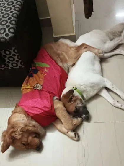 Nap time cuddles are the best. Here are two of our guests, a Golden Retriever and a Bull Terrier, snuggled up together. It’s moments like these that make our home a happy place for them.