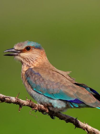 A portrait of an Indian Roller, a common but stunningly beautiful bird.