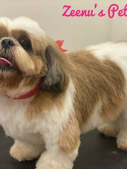 Zeenu's Pet Spa - Dog Grooming & Spa Breed-Specific Styling: Shih Tzu, Lhasa & More photo 12