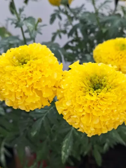 Another variety of yellow marigold, looking fresh and bright.