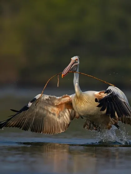 A Spot-billed Pelican gathers nesting material, taking off from the water with a large stick in its bill.