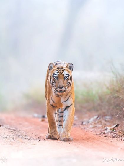 Tigers of India's Jungles photo 39