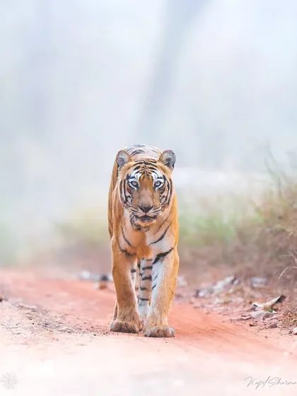 A tiger walks down a road on a chilly, foggy morning in Tadoba. The fog simplifies the background, making the tiger the undeniable focus of the image.