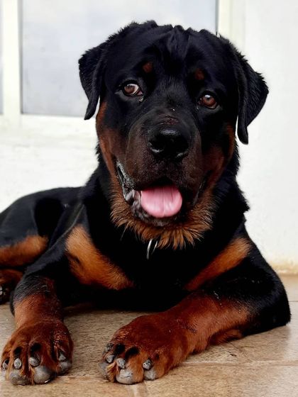 Play Pet Boarding - Pet Boarding All About the Love & Cuddles photo 9