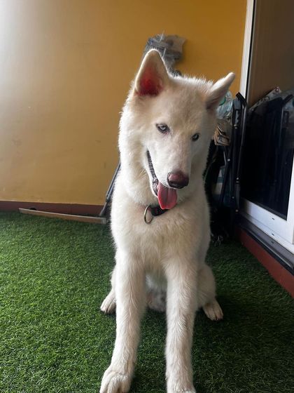 PL Paws - Animal Rescue & Rehabilitation Ready for a Home: Meet Our Adoptable Dogs photo 23