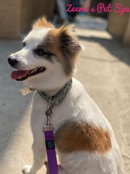 Zeenu's Pet Spa - Dog Grooming & Spa We Love All Breeds photo 4