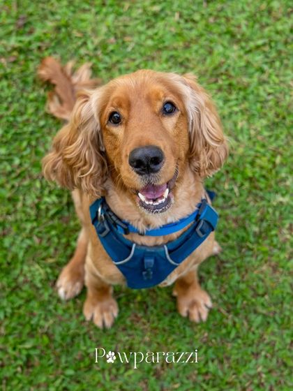 Pawparazzi By Prathima - Maternity & Newborn Photography with Pets Just the Pups: Personality Portraits photo 3