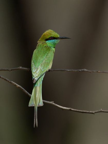 A Green Bee-eater from my National Wildlife Day series.