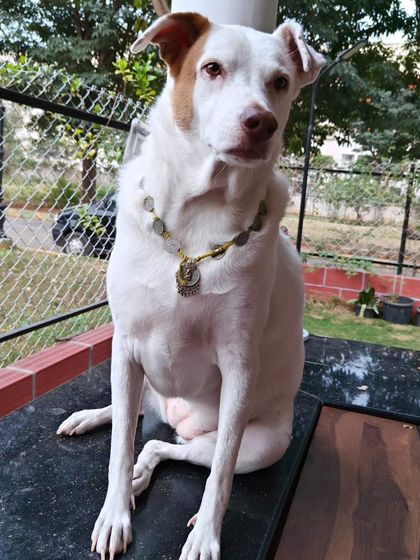 Poulomi Dhar - Dog Boarding & Daycare Happy Guests & Playmates photo 9