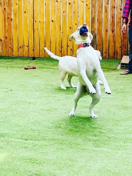 Becky's Bow Wow House - Dog Daycare Our Playground & Pack photo 55