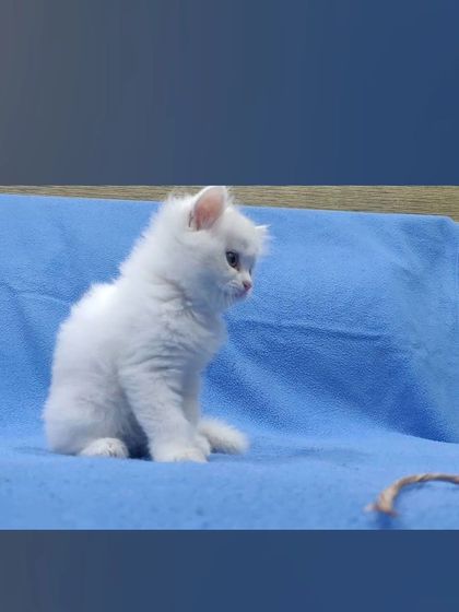 A quiet moment with one of our fluffy white Persian kittens. Their calm and gentle nature makes them wonderful companions for a peaceful home.