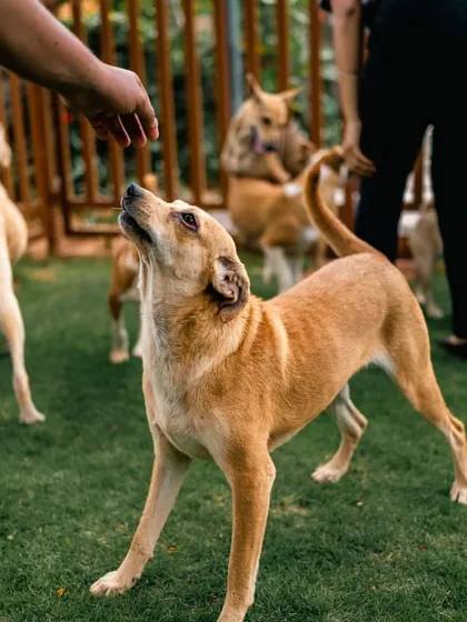 We provide ample green space for your pets to run, play, and just be dogs. It's a holiday for them as much as it is for you.