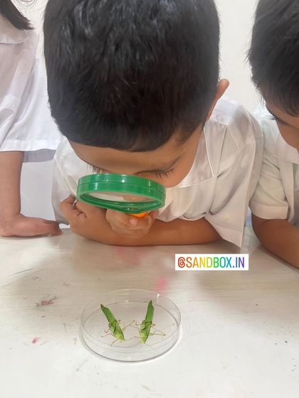 A future entomologist carefully observes grasshoppers in a petri dish. Getting up close with insects helps replace fear with fascination and respect for all living creatures.