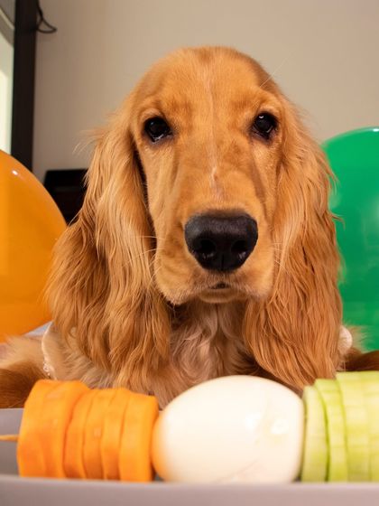 A healthy birthday treat for the little pup: a skewer of carrots, cucumber, and a boiled egg.