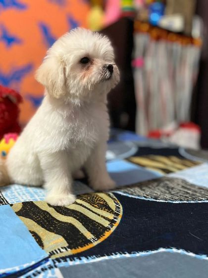 A simple and cute puppy cut for this small white dog, keeping it comfortable and looking adorable.