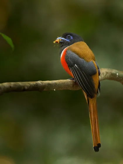 A male Malabar Trogon with an insect in its beak. The fiery red breast and long tail make this one of the most sought-after birds for photographers in the Western Ghats.