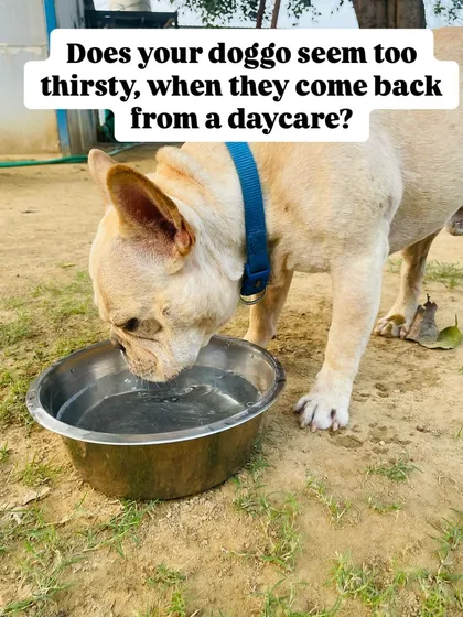 Your dog might seem extra thirsty after daycare due to the excitement of seeing you or the car ride home. While we provide constant access to fresh water, let them drink a reasonable amount to rehydrate.