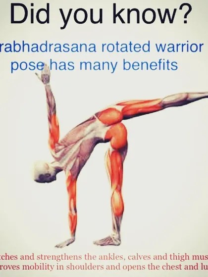 This graphic explains the muscular engagement in Parivrtta Virabhadrasana (Revolved Warrior Pose). Understanding the anatomy helps you appreciate how the pose strengthens your ankles and thighs while improving shoulder mobility and opening the chest.