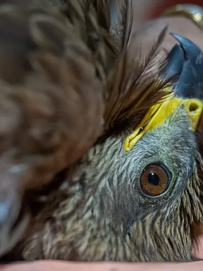 A close-up of a Black Kite injured by manja. These birds are powerful raptors, but they are helpless against the sharp kite strings. Our rescue camps provide critical care during this dangerous time.