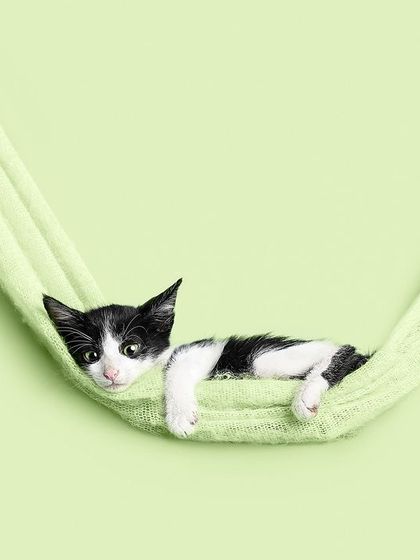 Pragalbh - Commercial Pet Photography The CARE Shelter Animal Series photo 6