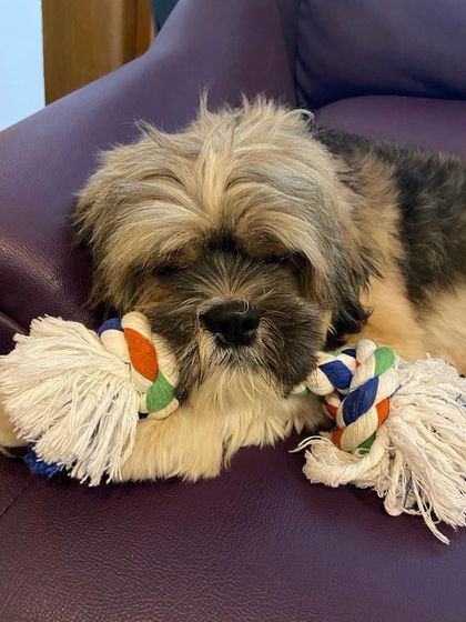 PL Paws - Animal Rescue & Rehabilitation Happy Tails: Our Adoption Stories photo 35